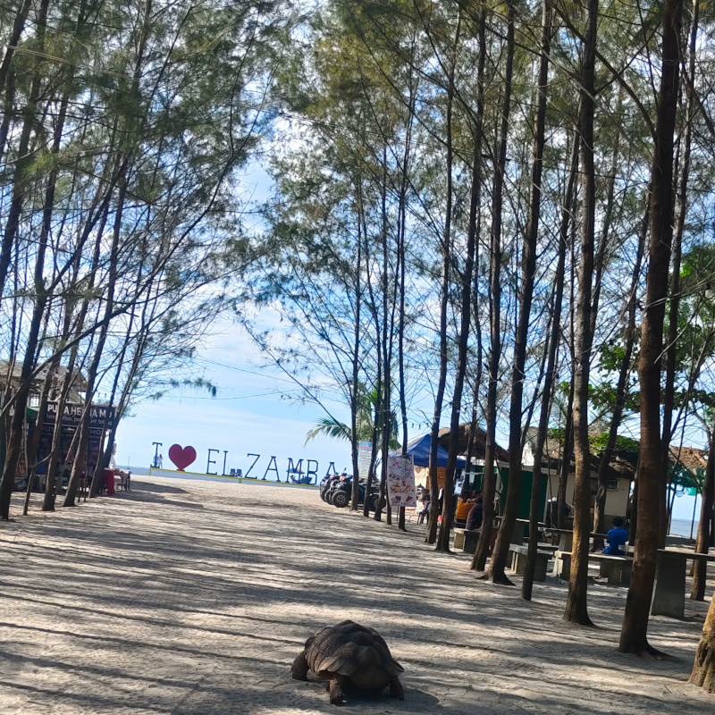 Pine trees providing natural shade